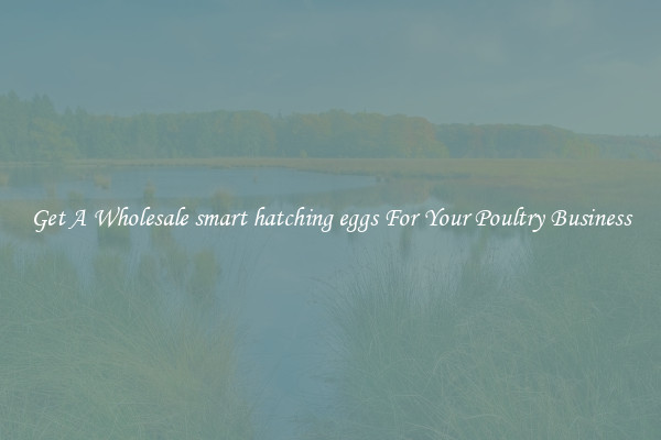 Get A Wholesale smart hatching eggs For Your Poultry Business