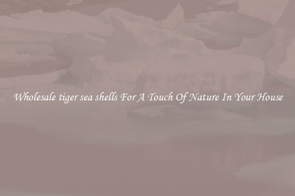 Wholesale tiger sea shells For A Touch Of Nature In Your House